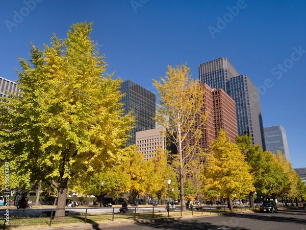 Fototapeta 東京都　丸の内オフィスビル街とイチョウ並木
