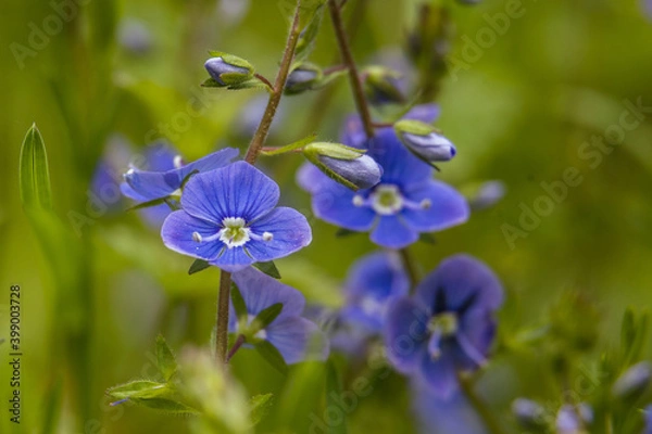 Obraz forget me not flowers
