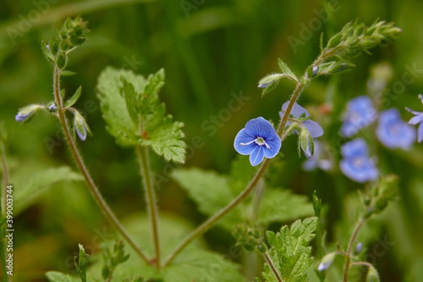 Obraz forget me not flower