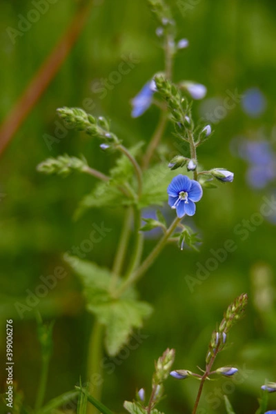 Fototapeta forget me not