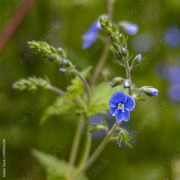 Obraz forget me not flowers