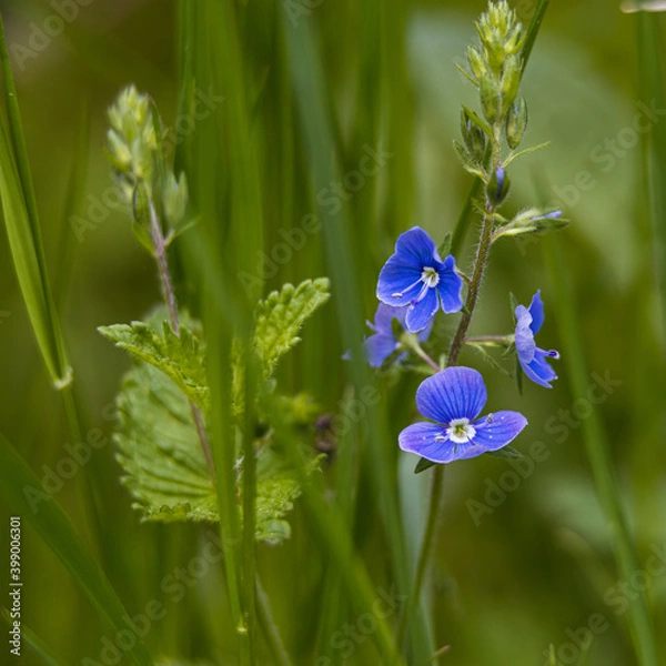 Obraz blue flowers in the garden