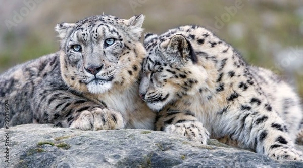 Fototapeta portrait of a  snow leopard 