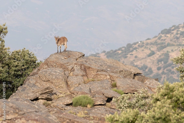Obraz Mountain goats on top of the rock