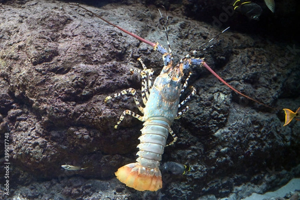 Fototapeta 水中の岩を上る巨大なニシキエビ