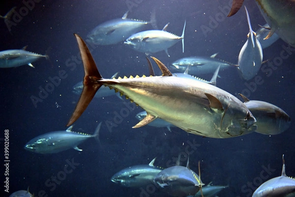 Obraz 高速で水中を泳ぐクロマグロの群れ