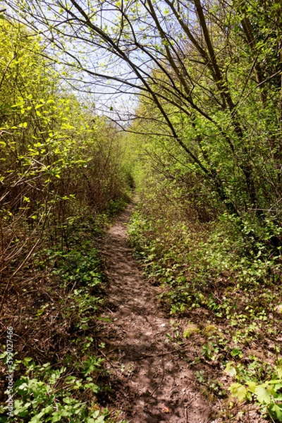 Fototapeta Hiking path in the Palaiseau forest