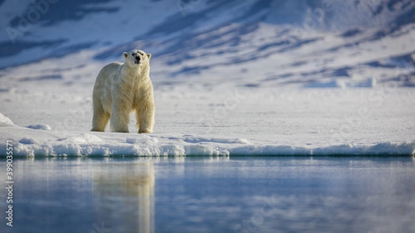 Obraz Image of polar bears in Svalbard