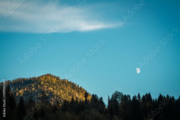 Fototapeta Bright moon in the mountains against the background of a ridge with fluffy Christmas trees on a blue sky