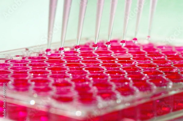 Obraz Using microtips over a well plate