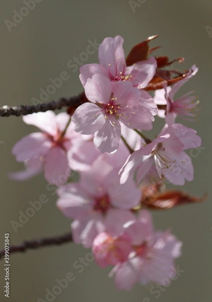 Obraz Wunderschöne zart rosa rosé Kirschblüten - close up