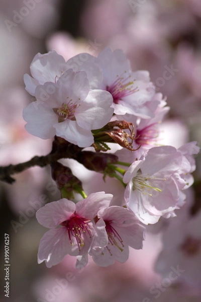Obraz Wunderschöne zart rosa weiße Kirschblüten - aufgeblüht - close up