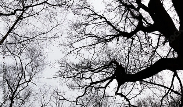 Fototapeta leafless tree branches looking like a network