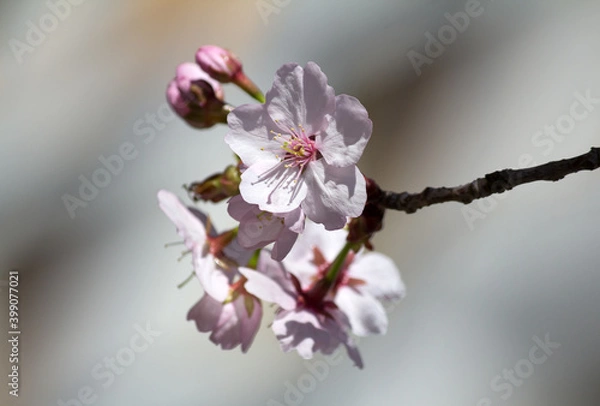 Obraz Wunderschöne zart rosa Kirschblüten - close-up