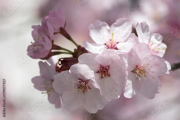 Obraz Wunderschöne zart rosa weiße Kirschblüten - aufgeblüht - close up