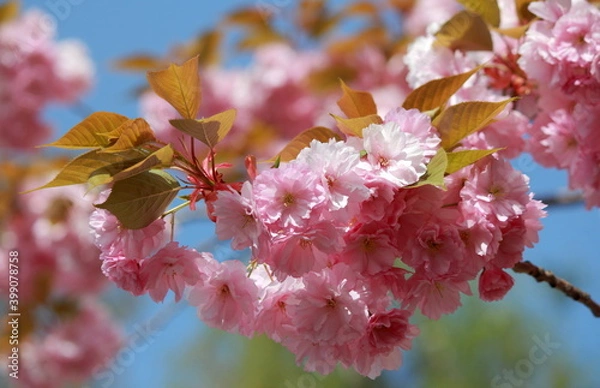 Obraz Wunderschöne zart rosa rosé Kirschblüten - aufgeblüht
