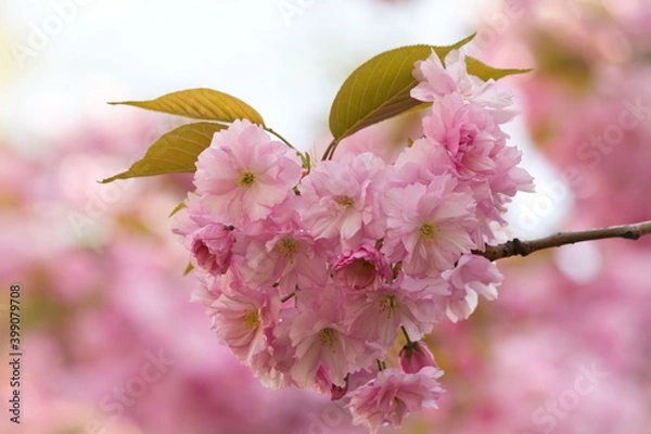Obraz Wunderschöne zart rosa rosé Kirschblüten in Herzform