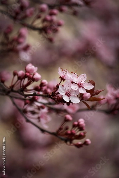 Obraz Wunderschöne Pflaumenblüten in voller Blüte