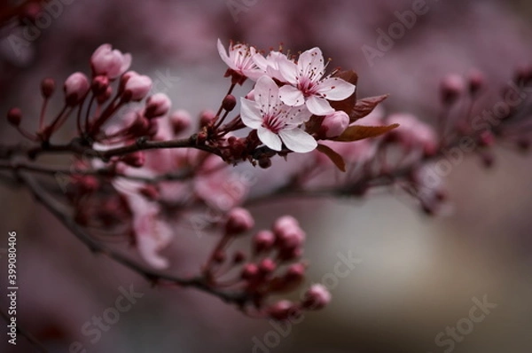 Obraz Wunderschöne Pflaumenblüten in voller Blüte