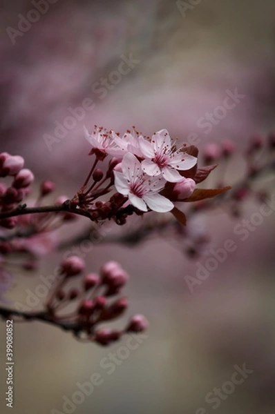 Obraz Wunderschöne Pflaumenblüten in voller Blüte