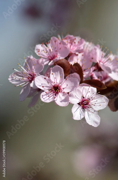 Obraz Wunderschöne Pflaumenblüten in voller Blüte
