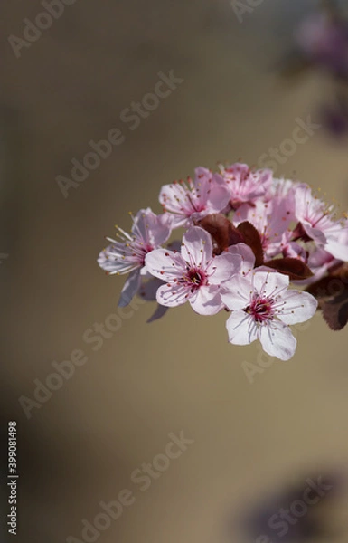 Obraz Wunderschöne Pflaumenblüten in voller Blüte