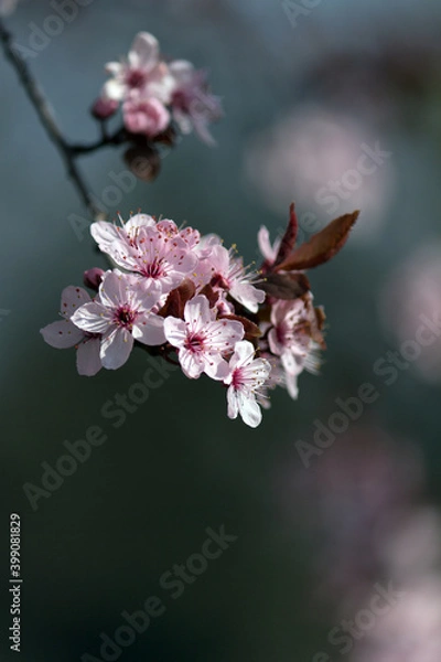 Obraz Wunderschöne Pflaumenblüten in voller Blüte