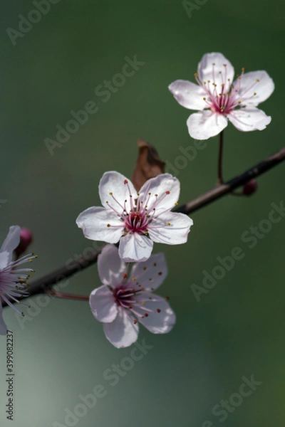 Obraz Wunderschöne Pflaumenblüten in voller Blüte