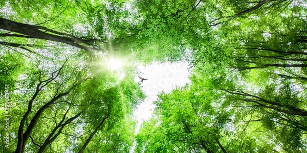 Obraz View through tree canopy with bird soaring