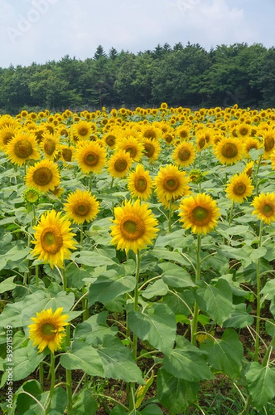 Fototapeta ひまわり畑