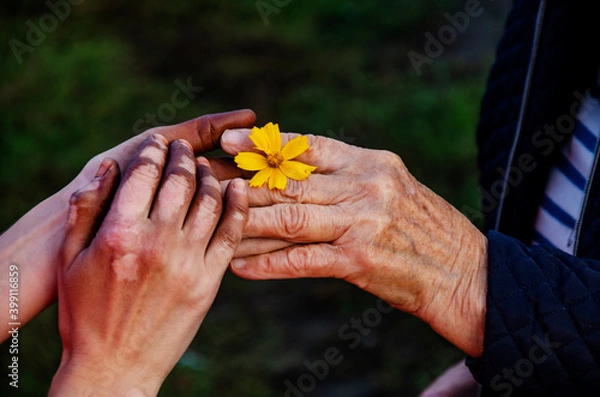 Fototapeta Girl's hand with vitiligo on the skin with a flower. The wrinkled hand of a grandmother holds the hand of a girl with vitiligo on the skin. Concept of kindness and mutual help. No discrimination