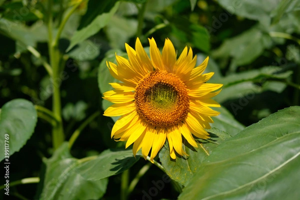 Fototapeta 山梨県北杜市明野のひまわり