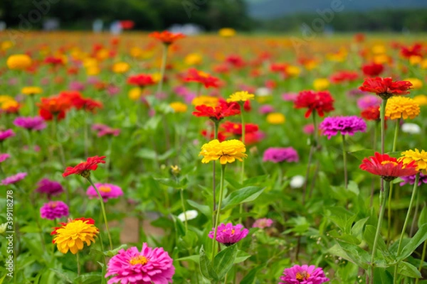 Fototapeta 百日草