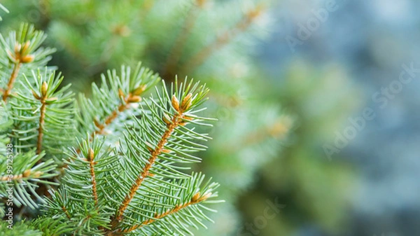 Fototapeta Christmas tree on blurred background. Close up of fir branches with bokeh. Spruce needles out of soft focus. New year concept for a holiday card. Copy space