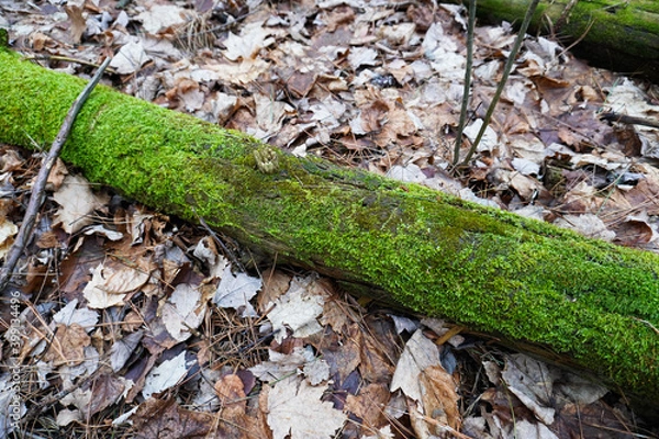 Obraz green moss on a log