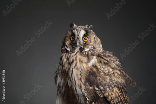 Obraz Beautiful eagle owl on grey background. Predatory bird