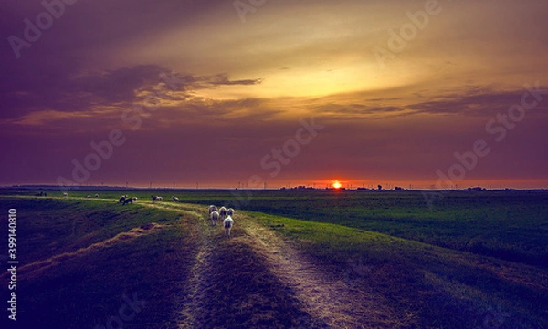 Obraz sunset in the field