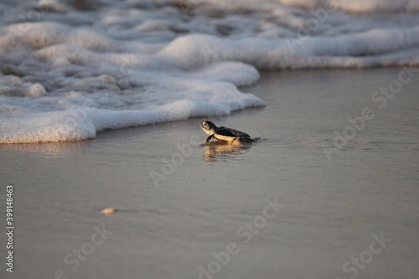 Obraz New born Green Sea Turtle crawling towards the water