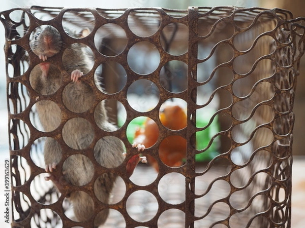 Obraz Close up young rat in cage trap, It is a carrier of disease to people and destroys things in the house, Extermination, Selective Focus.