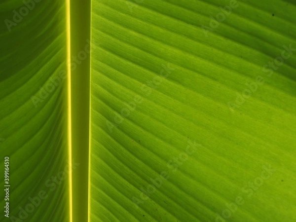 Obraz Close up Large Banana leaf, Banana leaf.