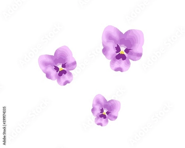 Obraz すみれの花のベクターイラスト
