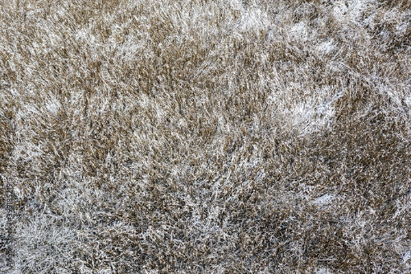 Fototapeta dry reed field covered with snow in the winter time. natural textured background. drone photography