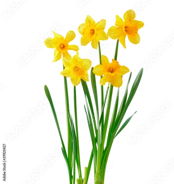 Obraz Daffodil Bouquet