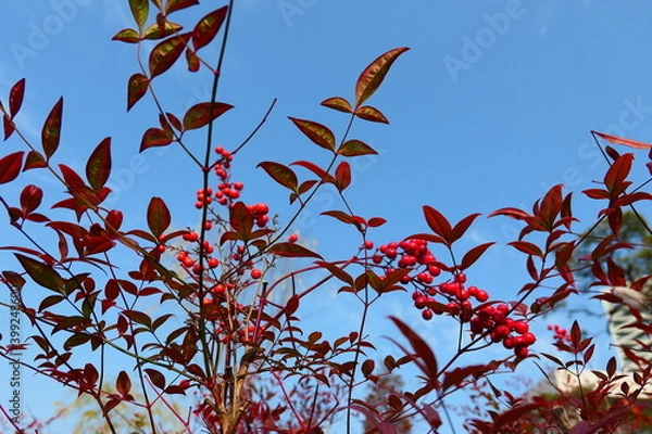 Obraz Late autumn park landscape