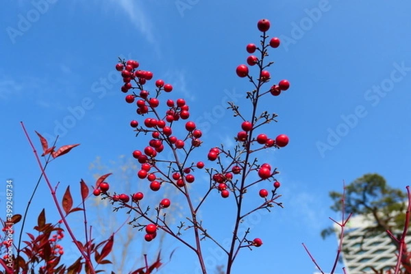 Obraz Late autumn park landscape
