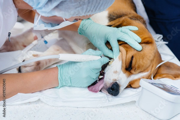 Fototapeta A beautiful thoroughbred dog is given dental cleaning and dental procedures in a modern veterinary clinic