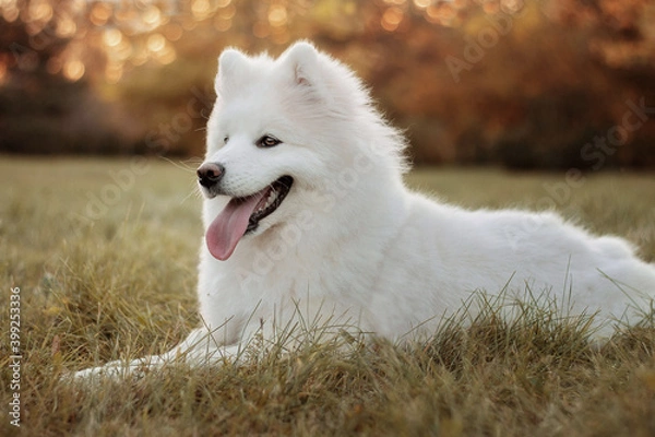 Obraz A white Samoyed dog lies on the grass. Image with selective focus and toning. Image with noise effects. Focus on the dog's eyes.