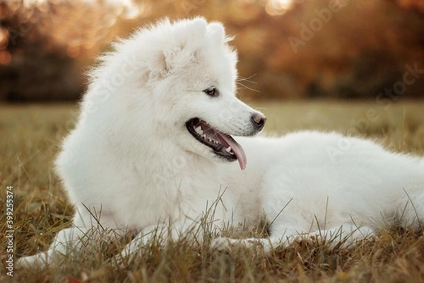 Obraz A white Samoyed dog lies on the grass. Image with selective focus and toning. Image with noise effects. Focus on the dog's eyes.