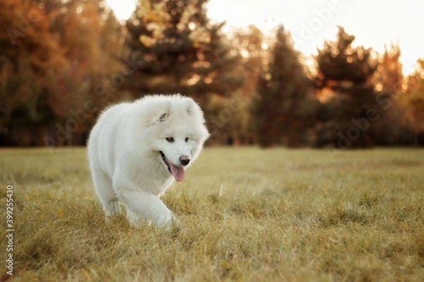 Obraz A white Samoyed dog goes on the grass. Image with selective focus and toning. Image with noise effects. Focus on the dog's eyes.