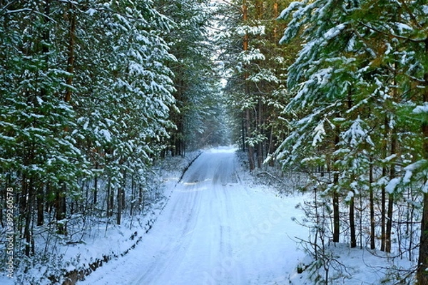 Obraz forest road in winter among pine trees